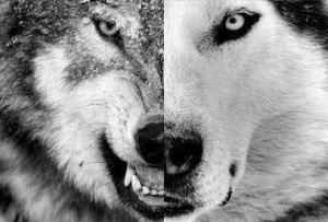 black-white-wolf-yang-favim.com-3225092.jpg